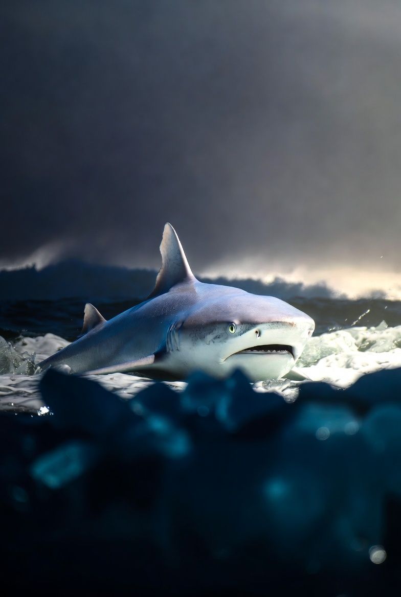 El tiburón que desafía la muerte: ¿vivirá un vertebrado nacido en 1627 hasta el siglo XXII? Nuevos secretos genéticos del récord de longevidad